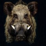 Profile picture of Freyr Ulfhednar