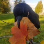 Profile picture of yesthisisjulia